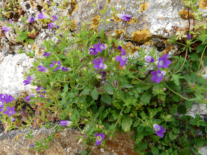 Altra Campanula del Peloponneso: Campanula drabifolia